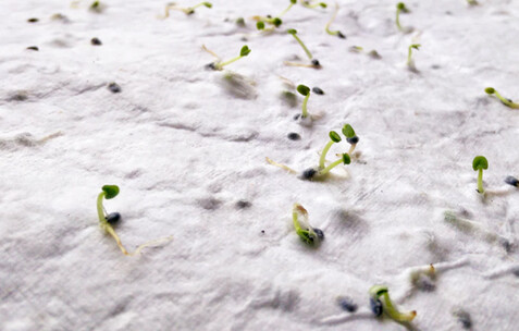 DIN A6 Wildblumen-Samenpapier - Weiß bedrucken, Art.-Nr. MO6916-06 DIN A6 Wildblumen-Samenpapier - Weiß bedrucken, Art.-Nr. MO6916-06
